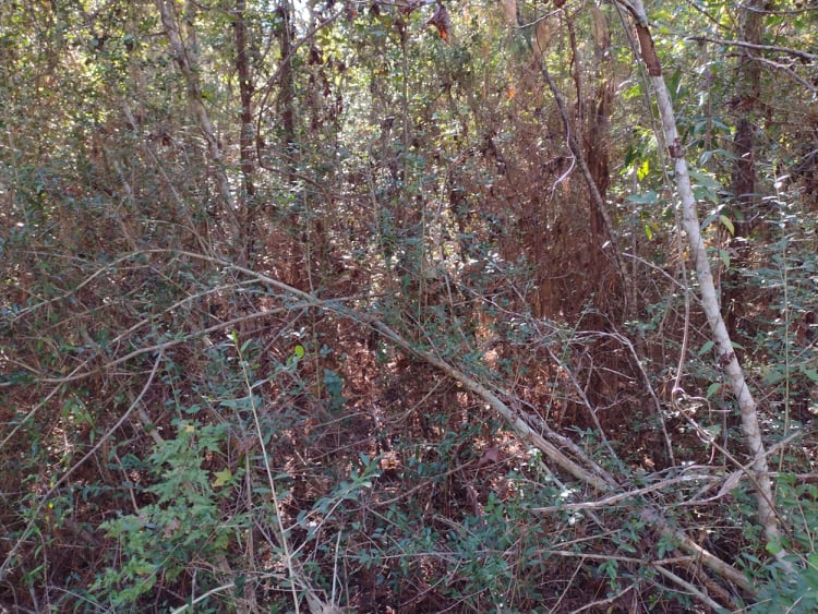 Skillet Man Land Services - pictures of my work